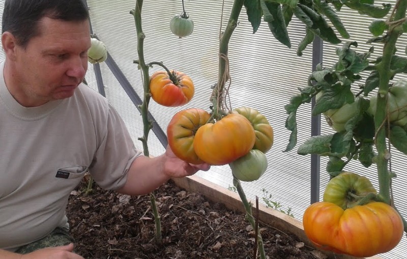 caractéristiques des tomates pamplemousse