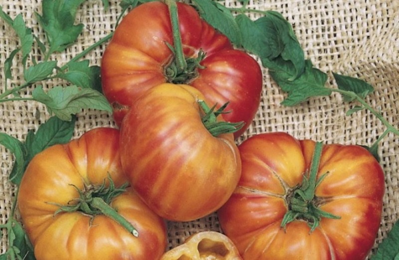 avantages et inconvénients de la tomate pamplemousse