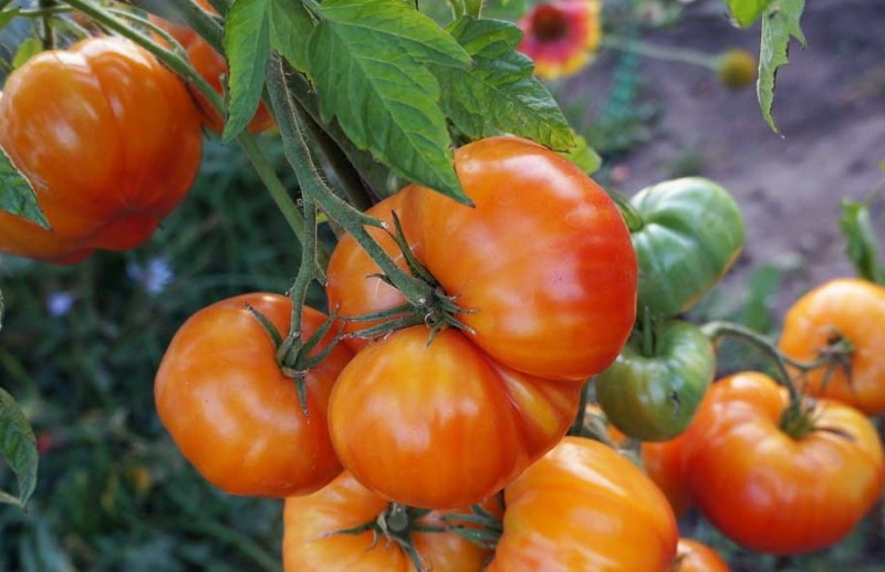 variété de tomate pamplemousse