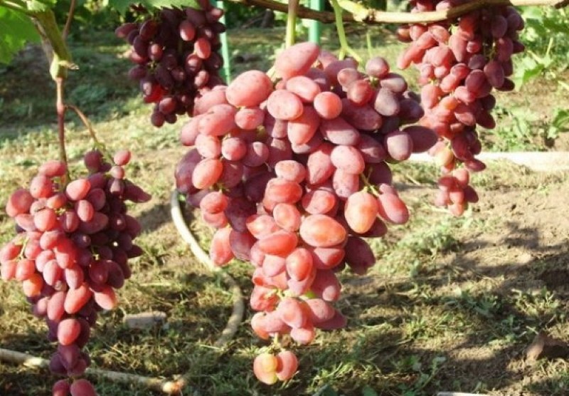raisins découverts pour les variétés de la région de Moscou