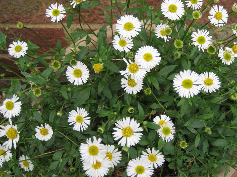 erigeron