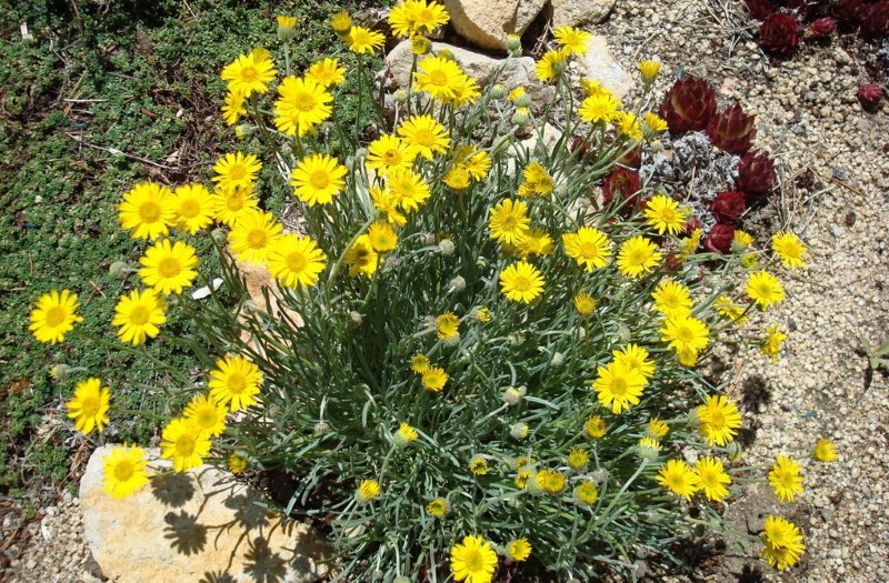 ou planter l'erigeron