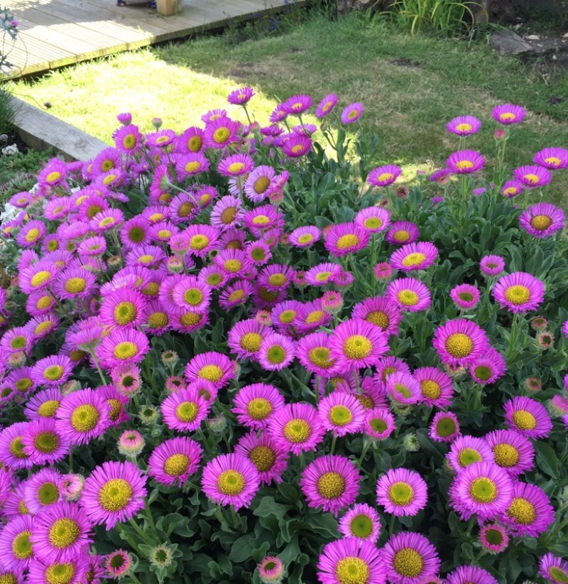 comment prendre soin de l'erigeron