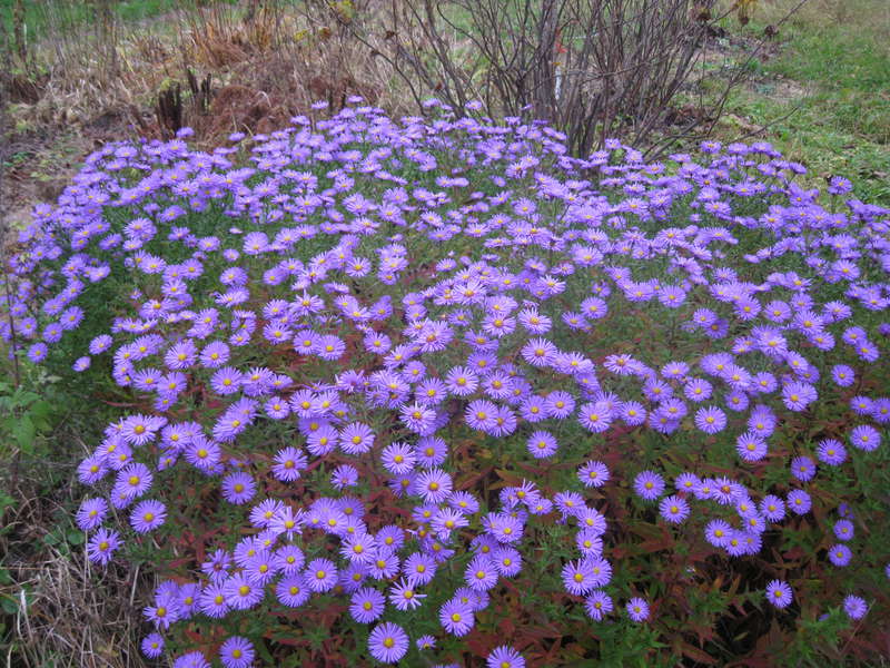 photos de plantation et d'entretien de l'erigeron