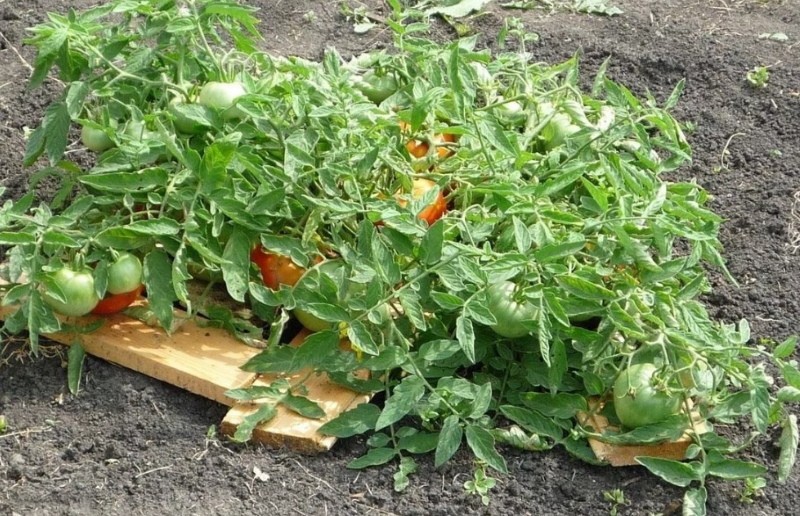 nain de Mongolie buisson de tomate