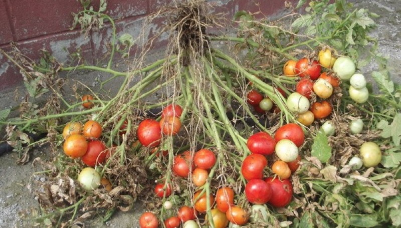 avantages et inconvénients de la tomate naine mongole