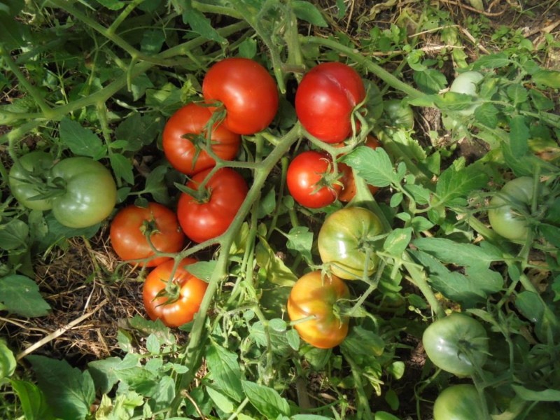 variedad de tomate enano mongol