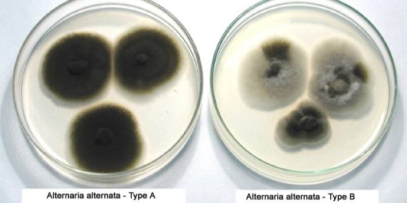 hongo alternaria alternata como luchar