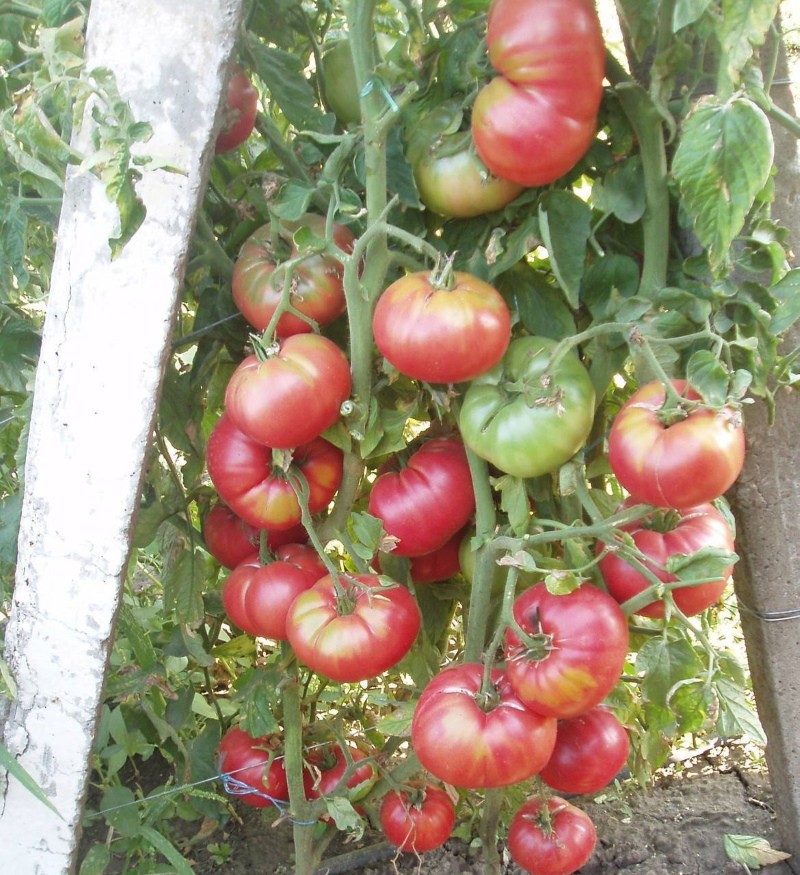 Buisson de tomates Korneevsky