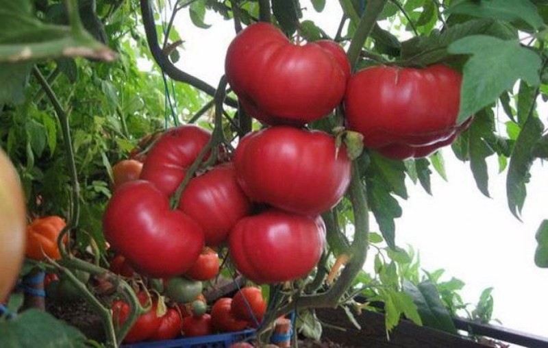 tomate korneevsky rose