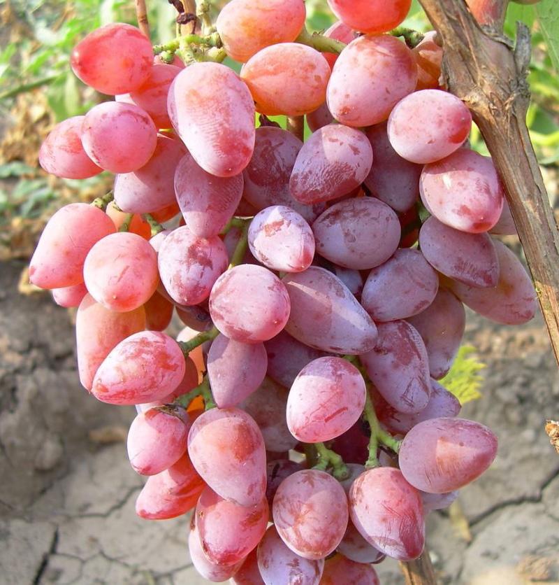 raisin timur rose