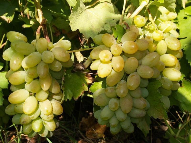 Descripción de la variedad de uva Timur