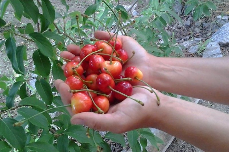Le pour et le contre des cerises douces Franz Joseph