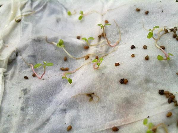 germination des graines