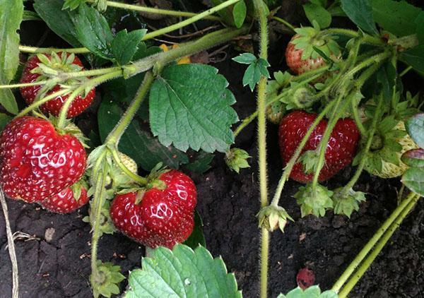 variété de fraise Lyubasha