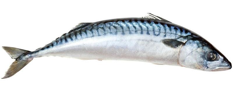 elige pescado de calidad