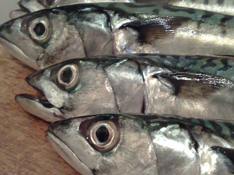 caballa fresca