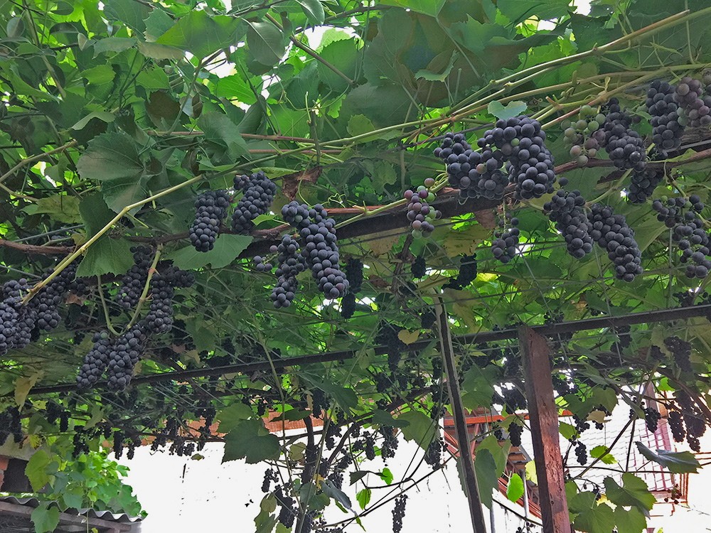 buisson de vigne vaillant