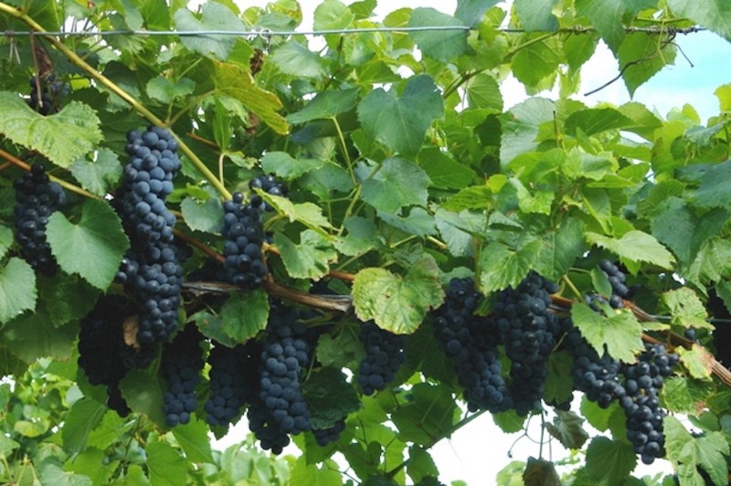 Pros y contras de las uvas Veliant