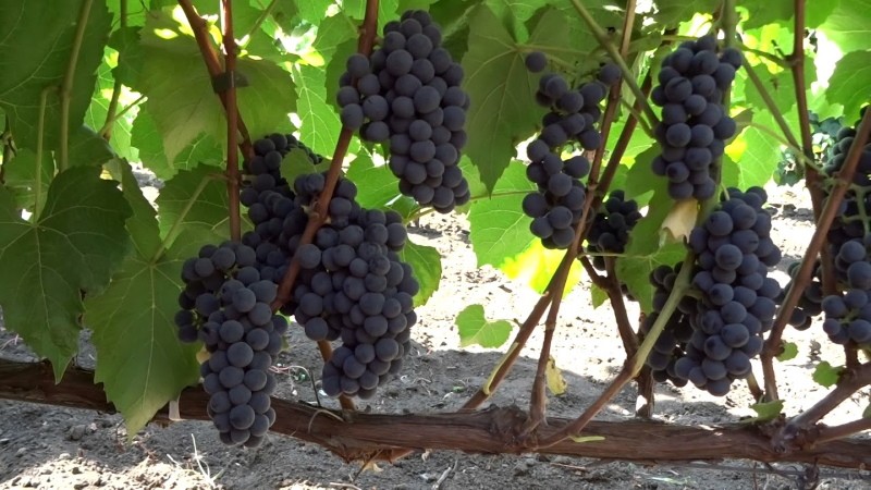 variedad de uva Valiant