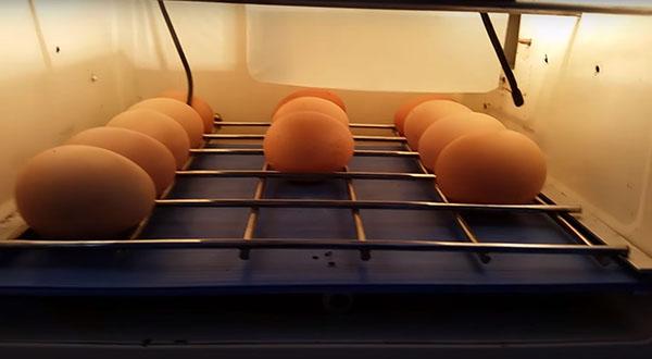 incubateur à micro-ondes