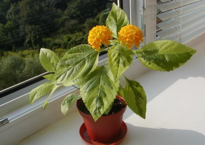 lantana interior