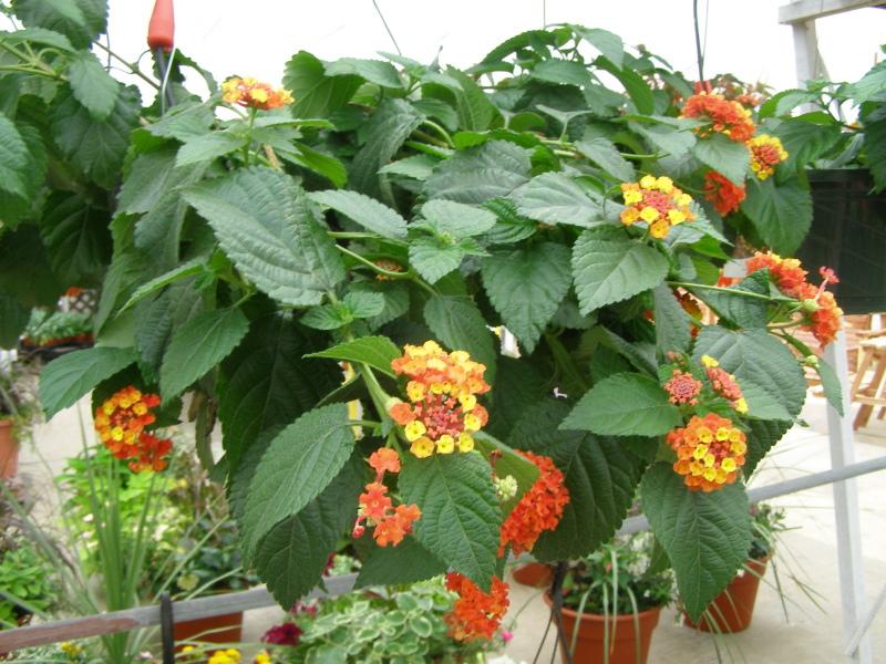 lantana ampelosa