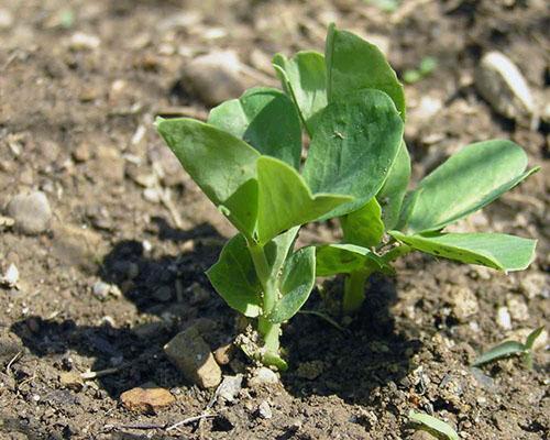 Usar guisantes como abono verde