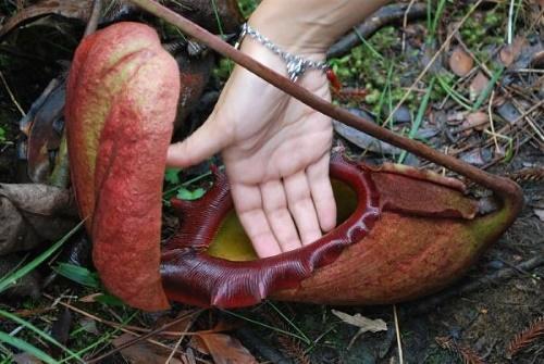 la planta carnívora más grande