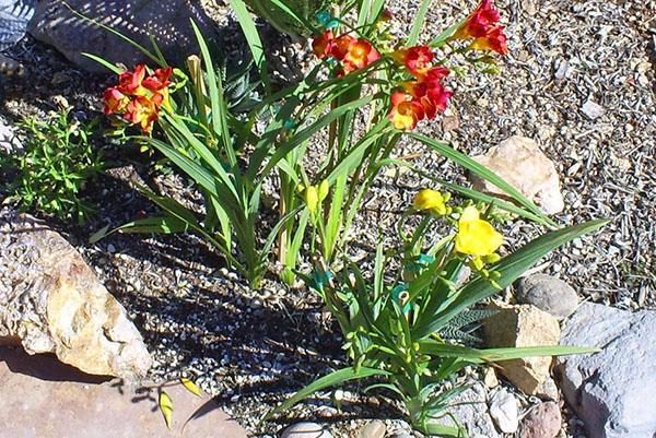 faire pousser du freesia en plein champ