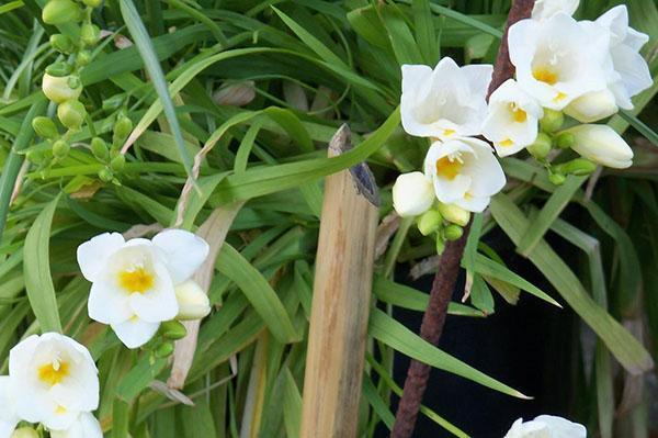 flores de fresia