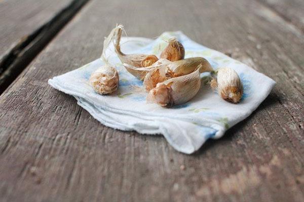 bulbos de fresia