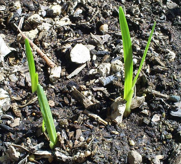 semis de freesia