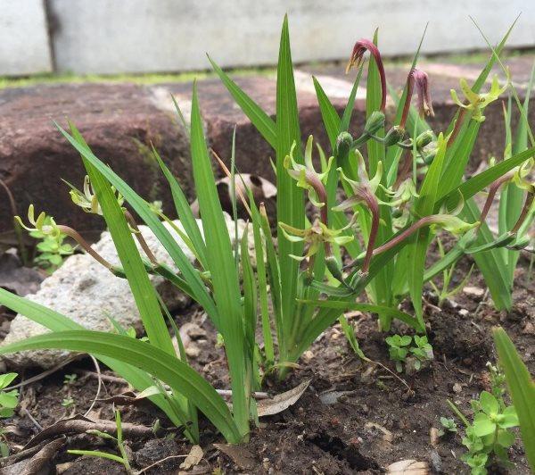 prendre soin du freesia à l'extérieur