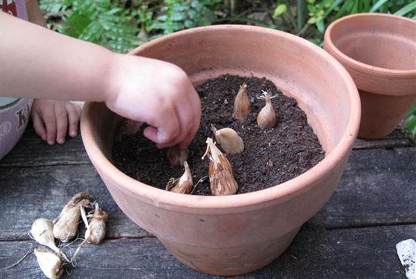 plantar bulbos de fresia