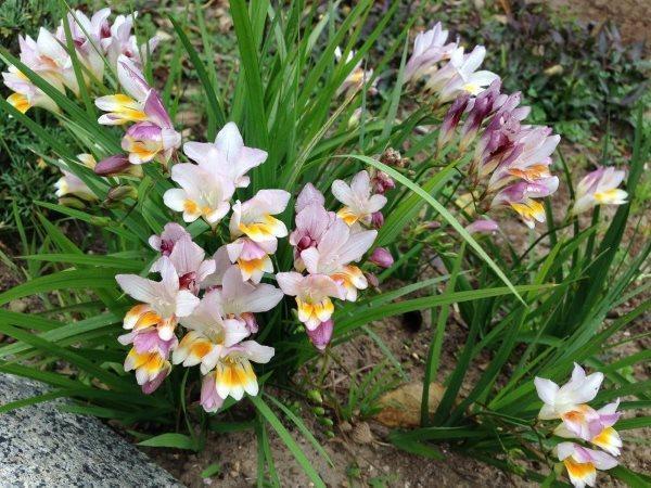 freesia dans leur chalet d'été