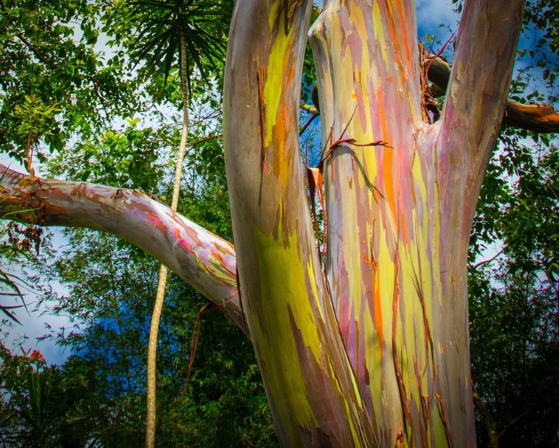 árbol de eucalipto arcoíris adulto