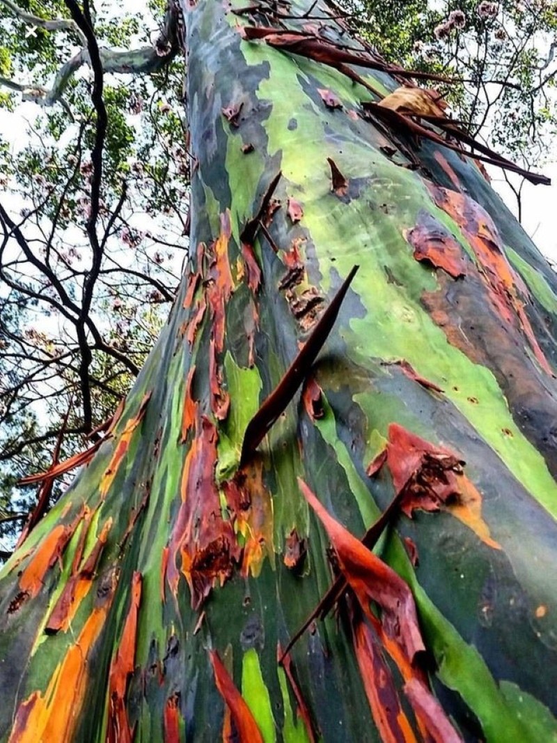 écorce d'eucalyptus arc-en-ciel