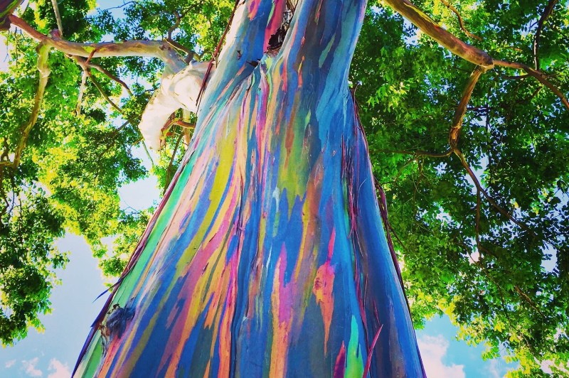 eucalyptus arc-en-ciel