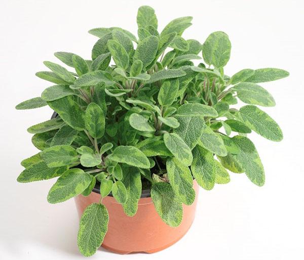 sauge dans un pot de fleur