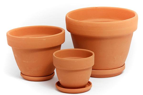 choisir un pot pour faire pousser de la sauge