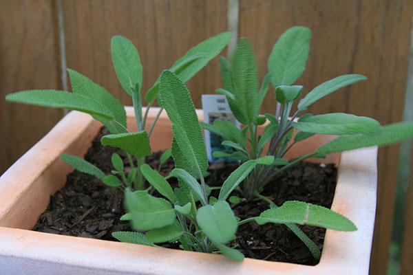 nous cultivons la sauge à la maison