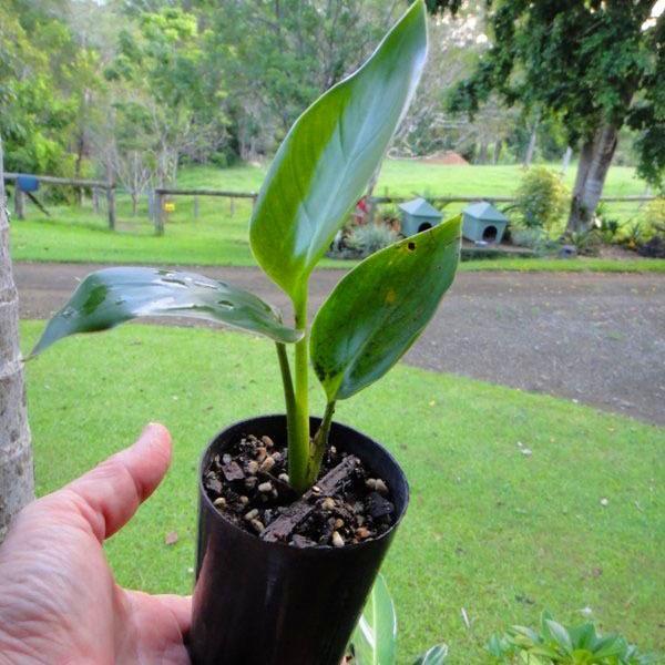 reproduction de strelitzia en divisant les racines