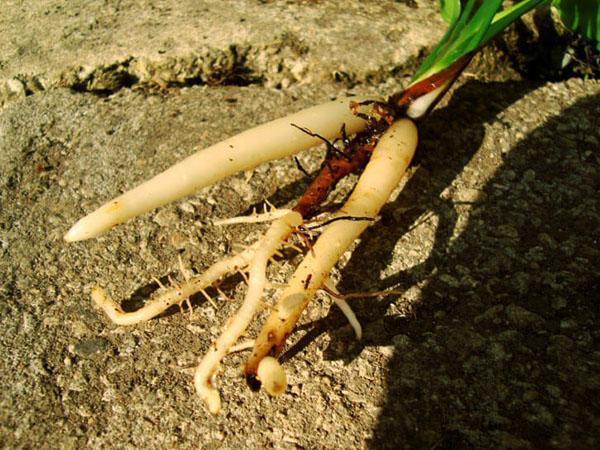 racines de strelitzia pelées