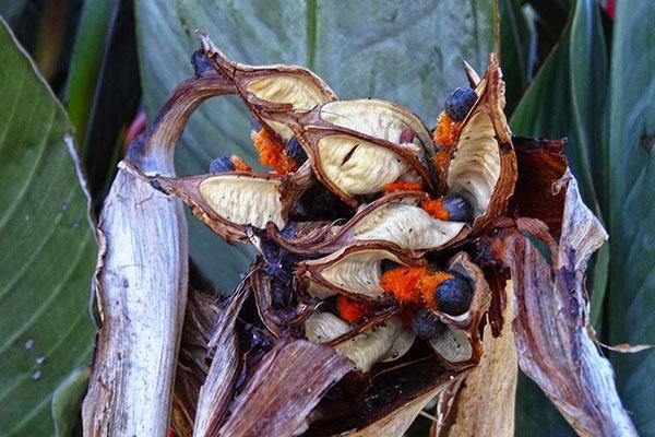 graines de strelitzia mûres