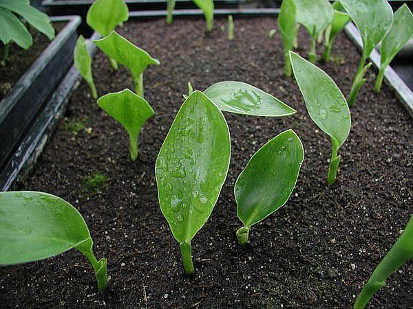 les graines de strelitzia ont poussé