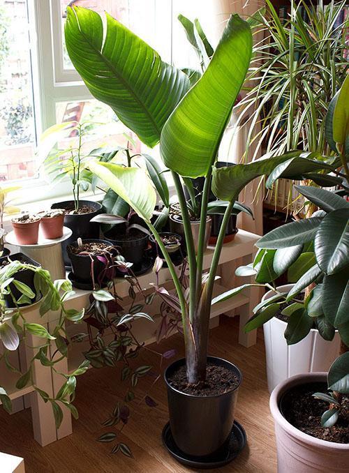 strelitzia dans des conditions ambiantes