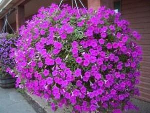 pétunia
