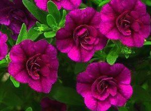 fleurs de pétunia