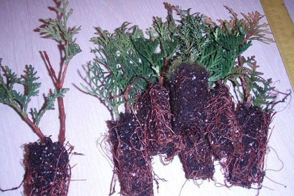 cultivo de plántulas de thuja